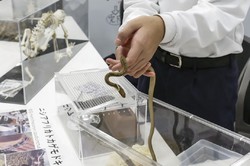 11/9 サイエンスフェスタ開催報告！〈甲南・清風・報徳学園 編〉