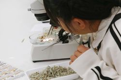 11/9 サイエンスフェスタ開催報告！〈雲雀丘学園・箕面自由学園 編〉